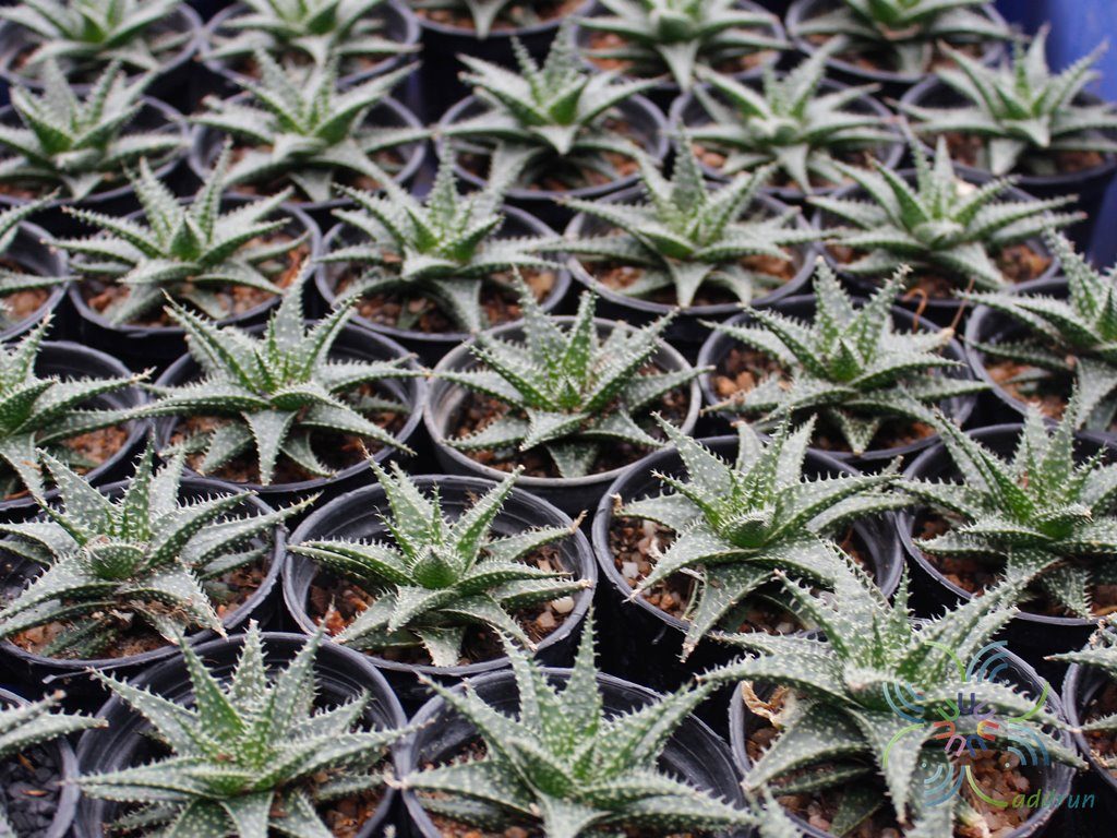 อโล ลูกผสม ‘เปเป้’ Aloe hybrids cv. ‘Pepe’