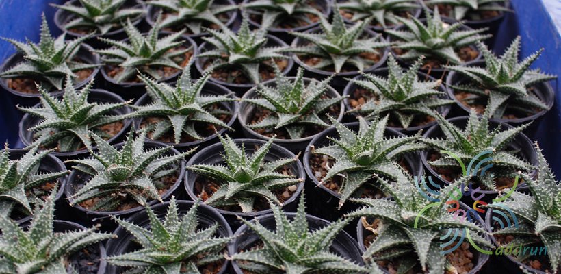 อโล ลูกผสม ‘เปเป้’ Aloe hybrids cv. ‘Pepe’