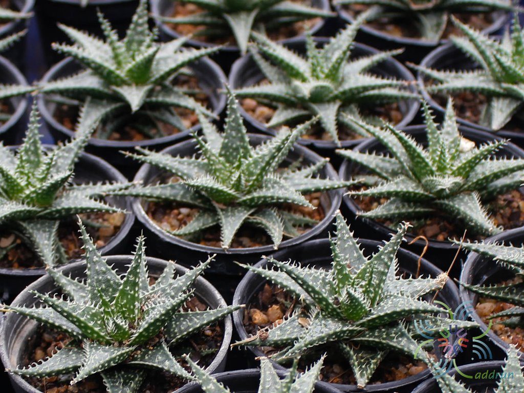 อโล ลูกผสม ‘เปเป้’ Aloe hybrids cv. ‘Pepe’