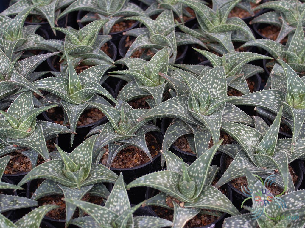 อโล ลูกผสม Aloe hybrids
