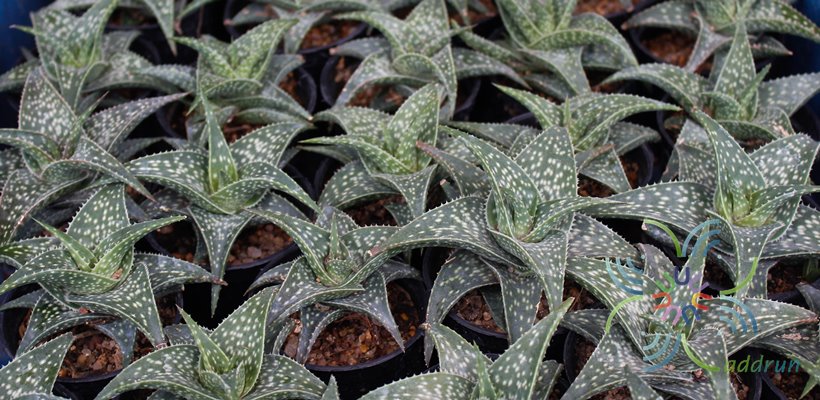 อโล ลูกผสม Aloe hybrids