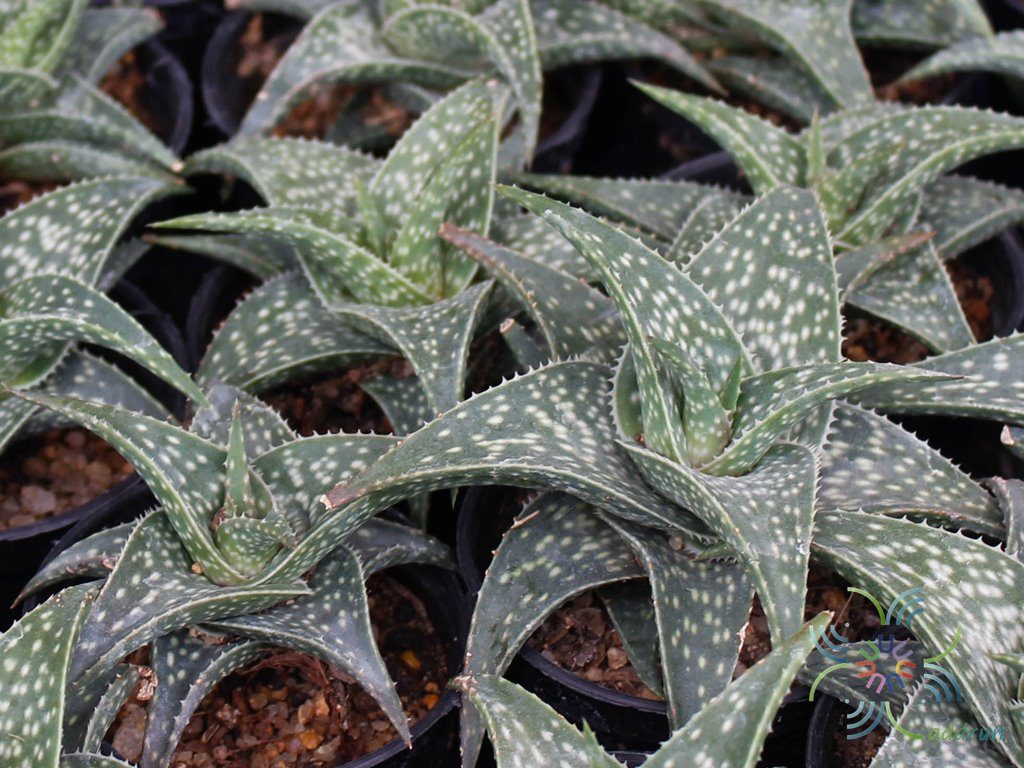 อโล ลูกผสม Aloe hybrids