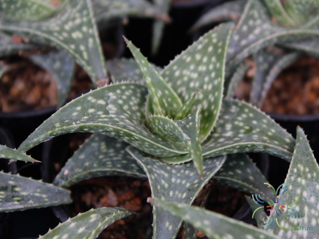 อโล ลูกผสม Aloe hybrids