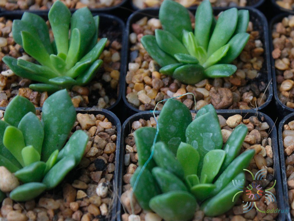 ลูกชุบ #2 Anacampseros rufescens (Haw.) Sweet