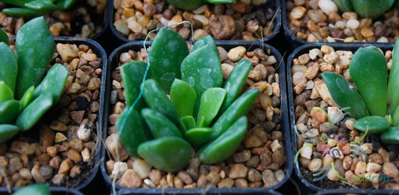 ลูกชุบ #2 Anacampseros rufescens (Haw.) Sweet