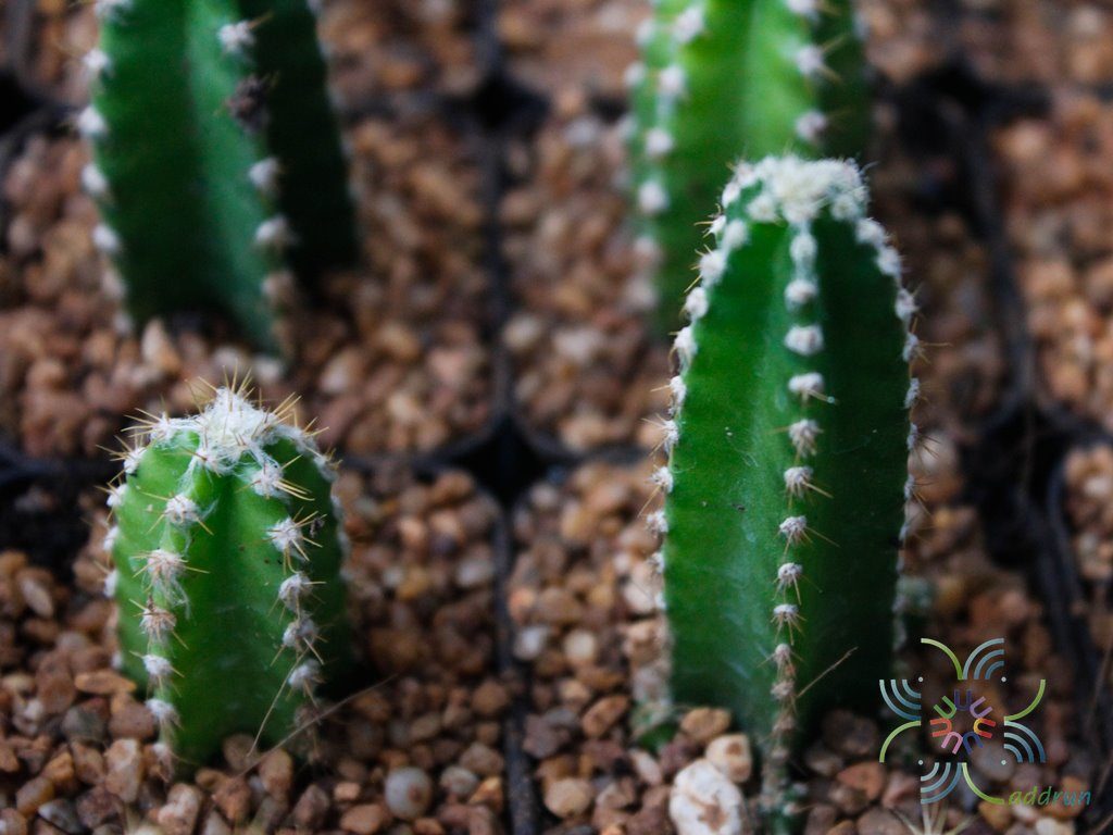 ปราสาทนางฟ้า Acanthocereus tetragonus cv. Fairytale castle