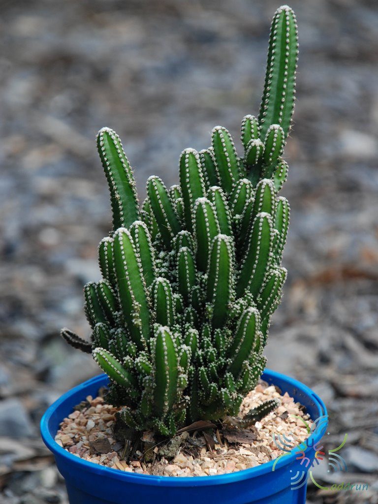 ปราสาทนางฟ้า Acanthocereus tetragonus cv. Fairytale castle