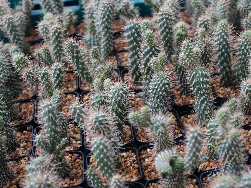 นวมนักมัย Cylindropuntia fulgida (Engelm.) F.M.Knuth