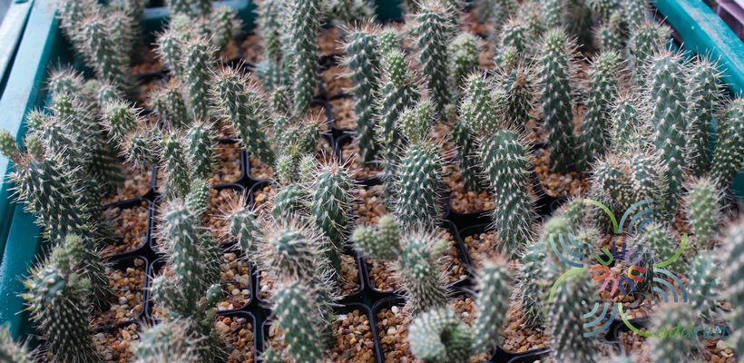 นวมนักมัย Cylindropuntia fulgida (Engelm.) F.M.Knuth