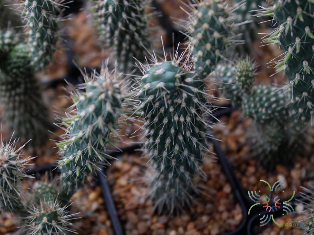 นวมนักมัย Cylindropuntia fulgida (Engelm.) F.M.Knuth
