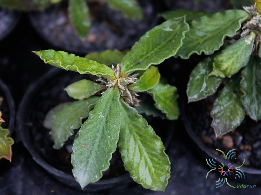 ยูโฟร์เบีย เดคาร์ยี Euphorbia decaryi Guillaumin