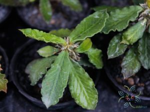 ยูโฟร์เบีย เดคาร์ยี Euphorbia decaryi Guillaumin