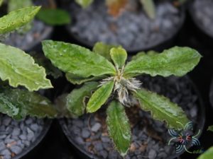 ยูโฟร์เบีย เดคาร์ยี Euphorbia decaryi Guillaumin