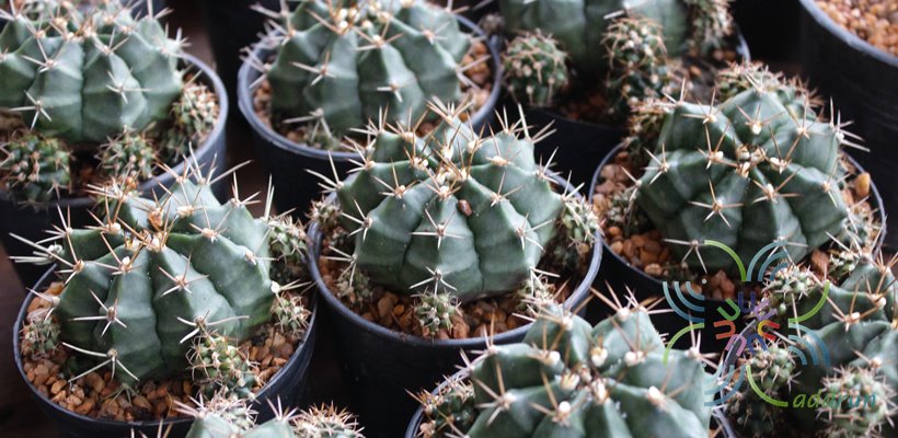 ยิมโนคาไลเซียม มิฮาโนวิชิอาย ลูกผสม Gymnocalycium mihanovichii hybrids