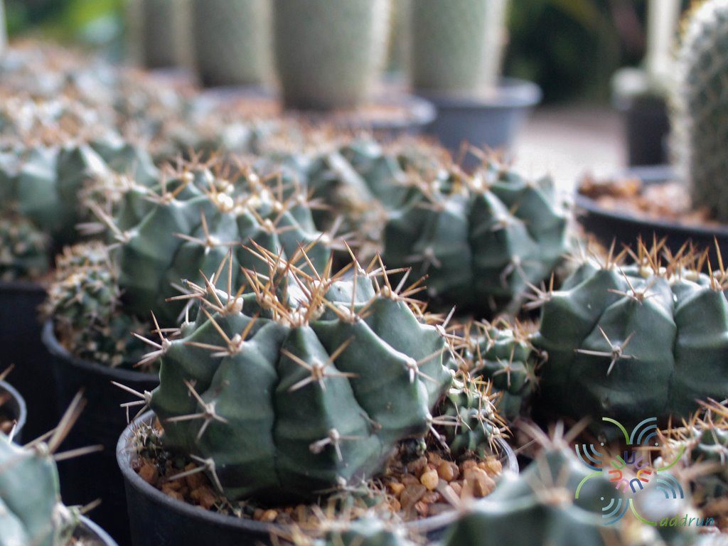 ยิมโนคาไลเซียม มิฮาโนวิชิอาย ลูกผสม Gymnocalycium mihanovichii hybrids