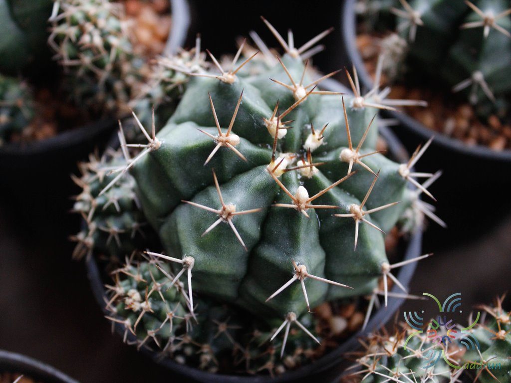 ยิมโนคาไลเซียม มิฮาโนวิชิอาย ลูกผสม Gymnocalycium mihanovichii hybrids