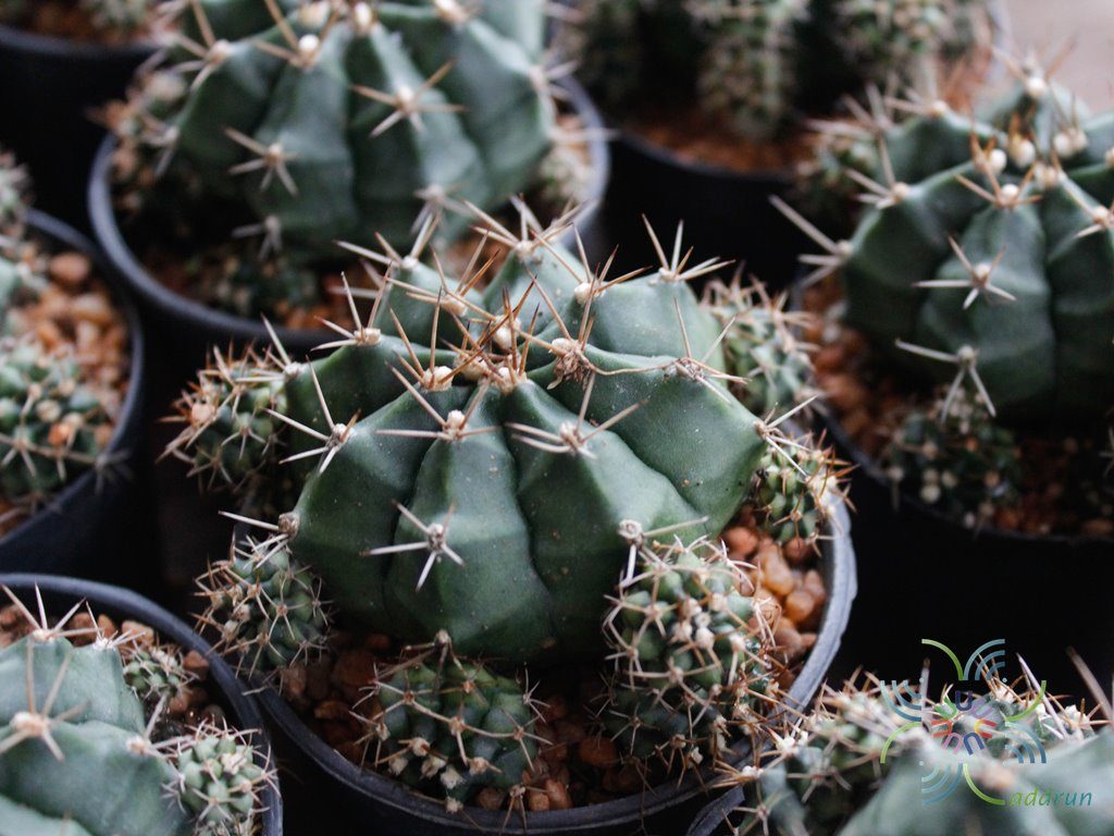 ยิมโนคาไลเซียม มิฮาโนวิชิอาย ลูกผสม Gymnocalycium mihanovichii hybrids