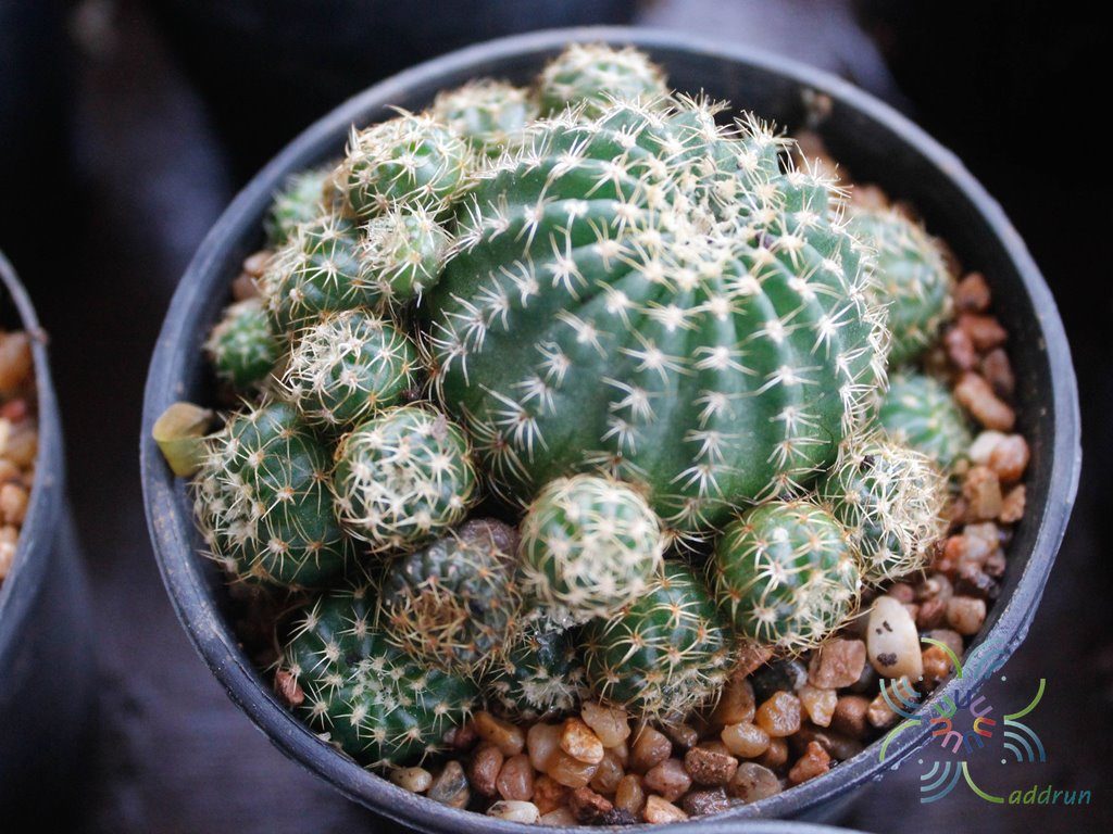โลบิเวีย Lobivia sp.