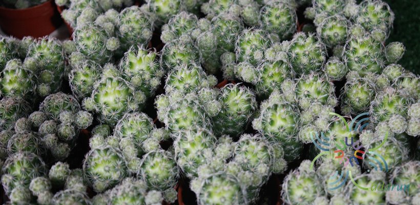 แมมมิลาเรีย กราซิลิส Mammillaria gracilis Pfeiff.