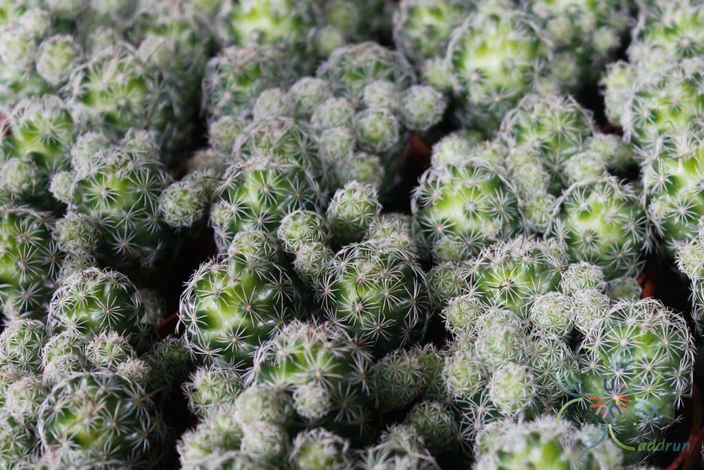 แมมมิลาเรีย กราซิลิส Mammillaria gracilis Pfeiff.