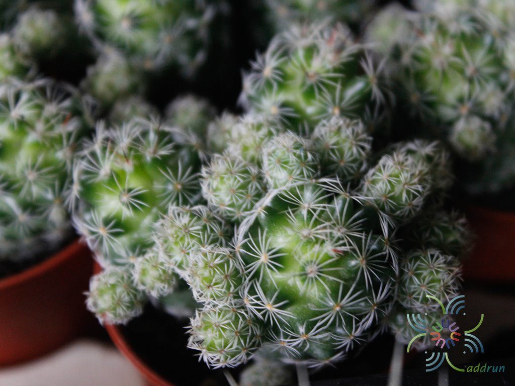 แมมมิลาเรีย กราซิลิส Mammillaria gracilis Pfeiff.