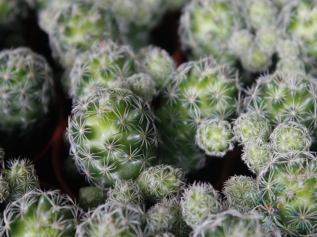 แมมมิลาเรีย กราซิลิส Mammillaria gracilis Pfeiff.