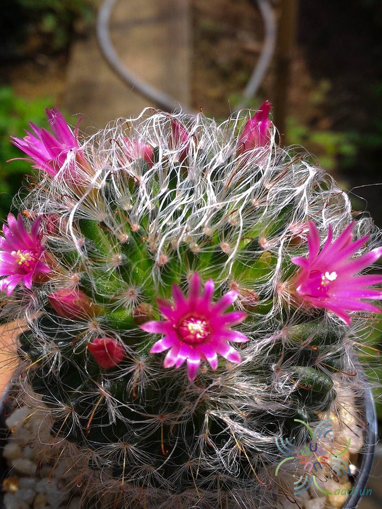 แมมขนแกะ Mammillaria bocasana Poselg.