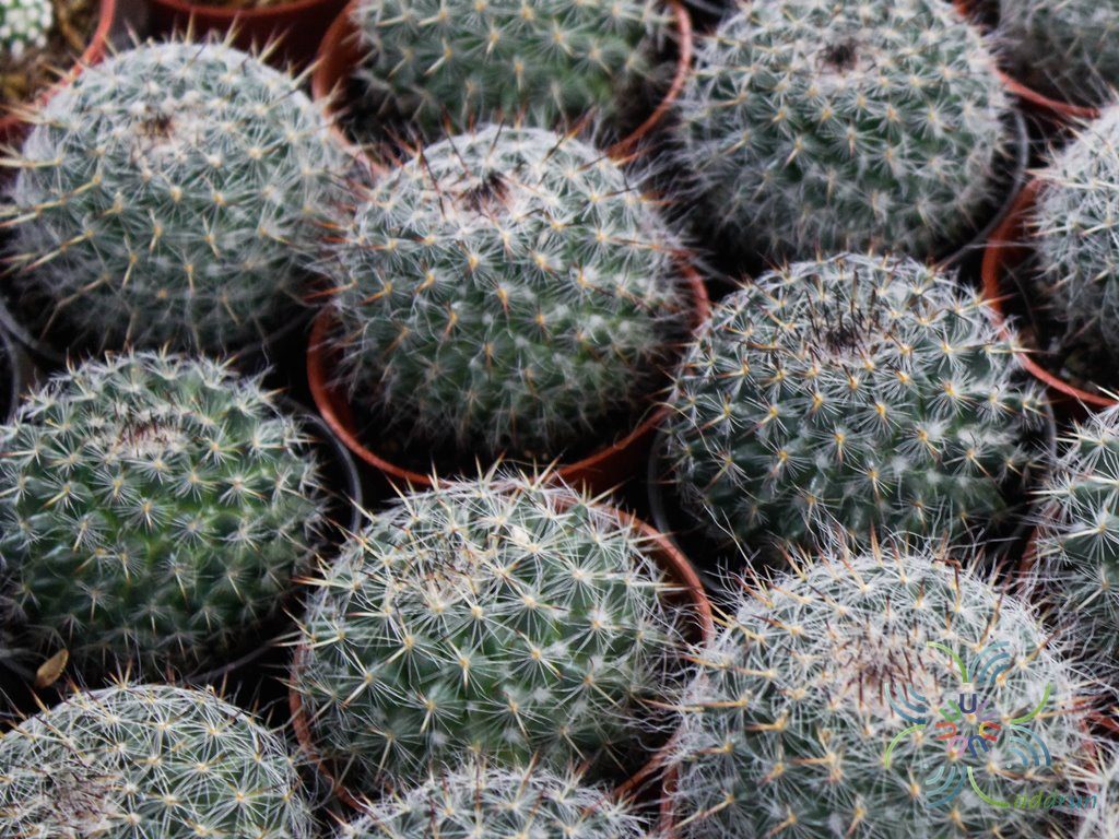 แมมแม่เฒ่า Mammillaria hahniana Werderm.