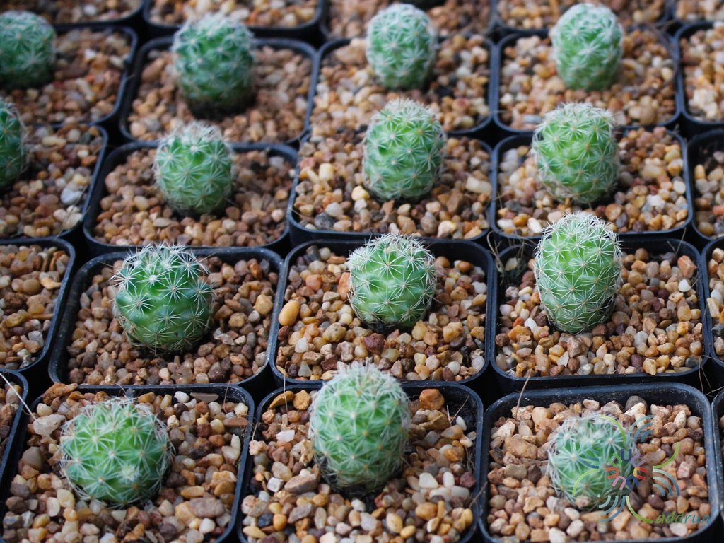 แมมชูแมน Mammillaria schumannii Hildm.