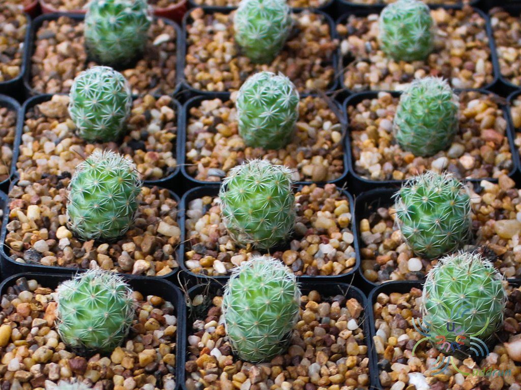 แมมชูแมน Mammillaria schumannii Hildm.