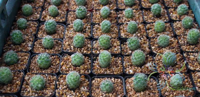 แมมชูแมน Mammillaria schumannii Hildm.