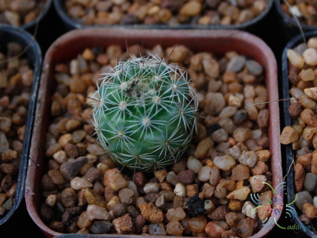 แมมชูแมน Mammillaria schumannii Hildm.