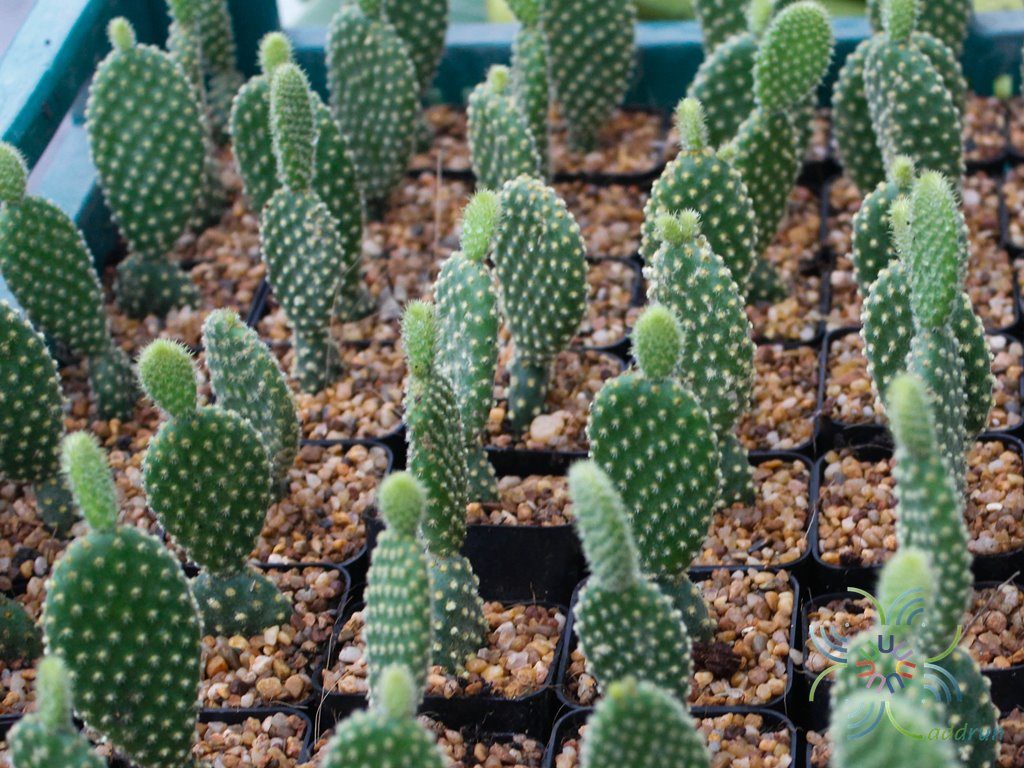 โอพันเทีย ไมโครดาซิส Opuntia microdasys (Lehm.) Lehm. Ex Pfeiff.