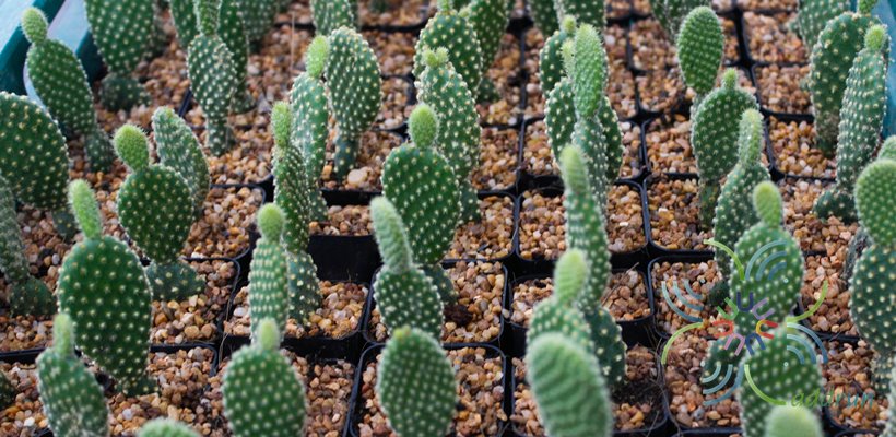 โอพันเทีย ไมโครดาซิส Opuntia microdasys (Lehm.) Lehm. Ex Pfeiff.