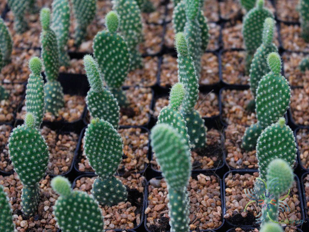 โอพันเทีย ไมโครดาซิส Opuntia microdasys (Lehm.) Lehm. Ex Pfeiff.
