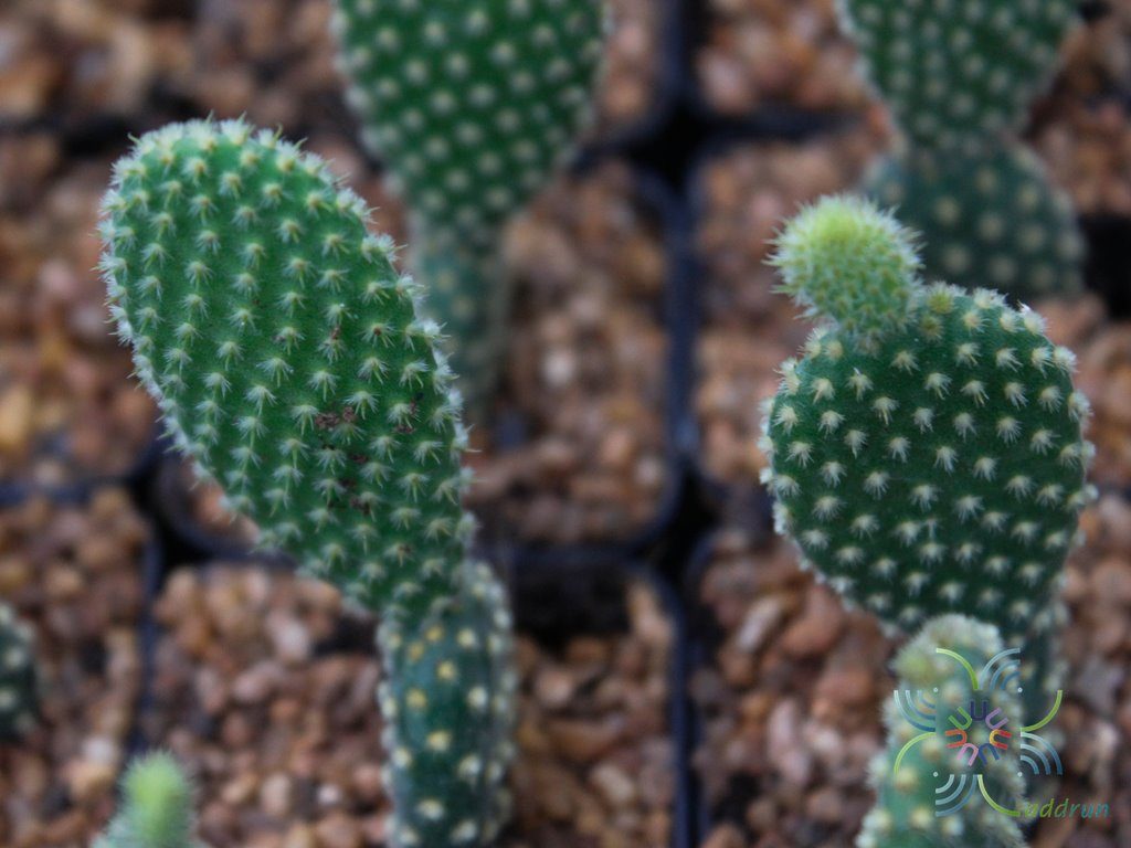 โอพันเทีย ไมโครดาซิส Opuntia microdasys (Lehm.) Lehm. Ex Pfeiff.