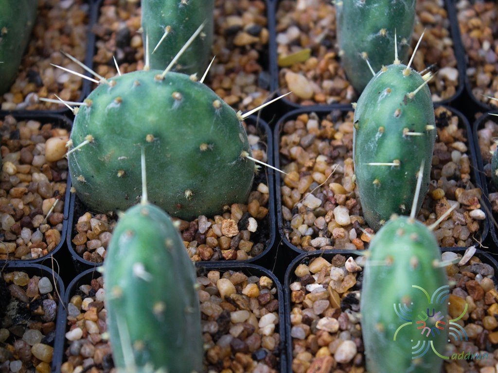 โอพันเทีย #1 Opuntia sp.