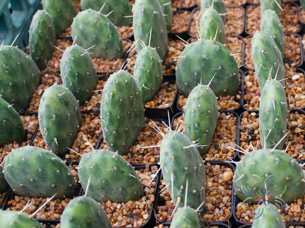 โอพันเทีย #1 Opuntia sp.