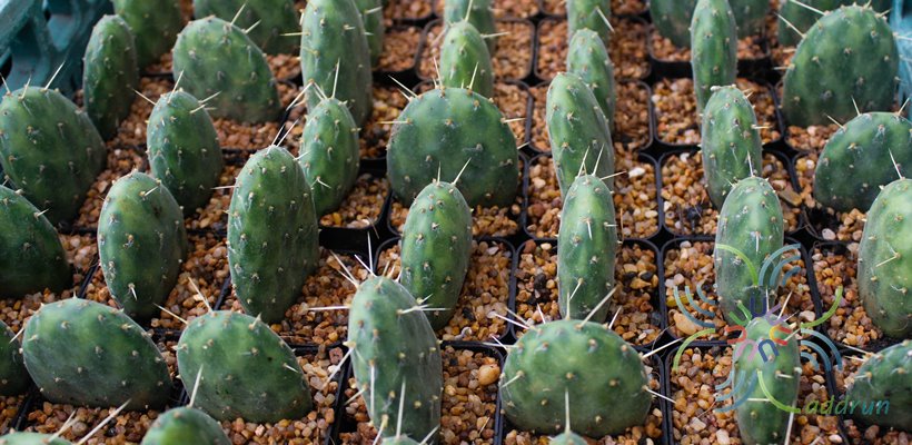 โอพันเทีย #1 Opuntia sp.