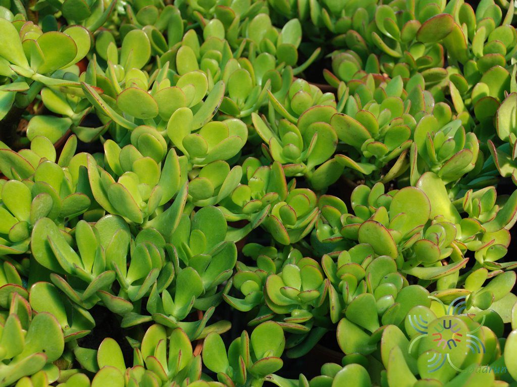 คาลันโช เตตระฟิลล่า Kalanchoe tetraphylla H.Perrier