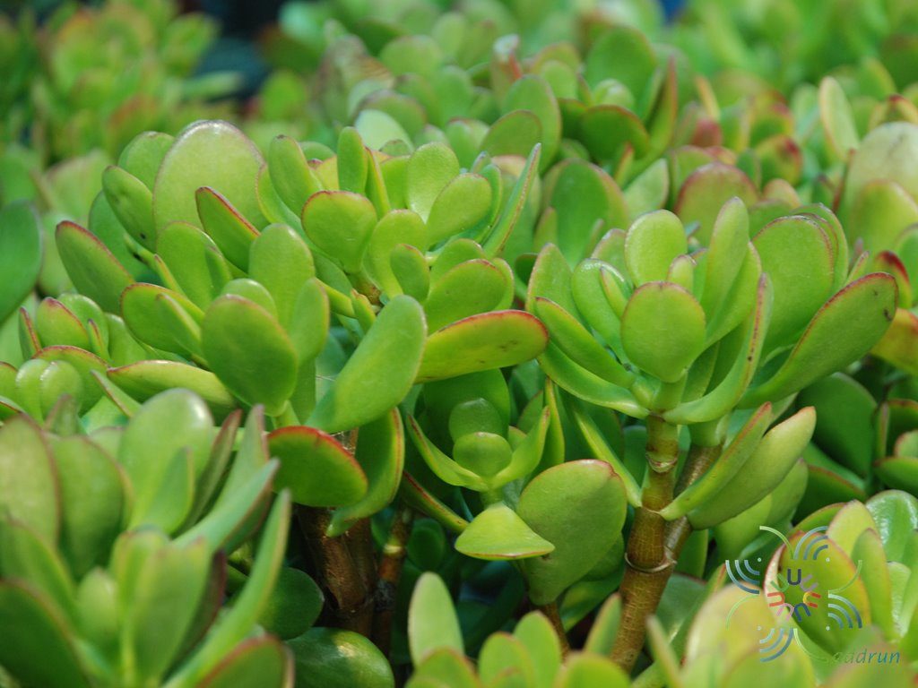 คาลันโช เตตระฟิลล่า Kalanchoe tetraphylla H.Perrier
