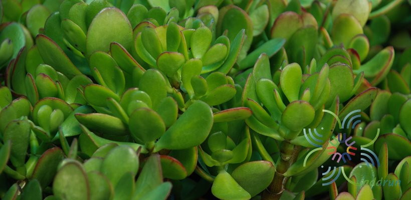 คาลันโช เตตระฟิลล่า Kalanchoe tetraphylla H.Perrier