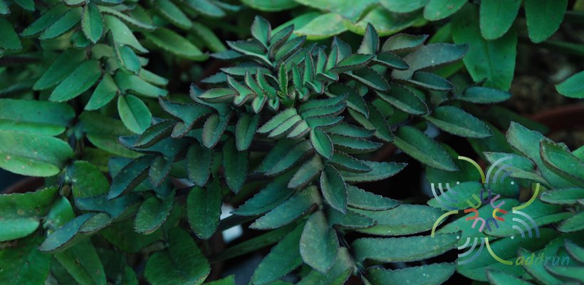 คาลันโช โพรลิเฟอรา Kalanchoe prolifera (Bowie ex Hook.) Raym.-Hamet