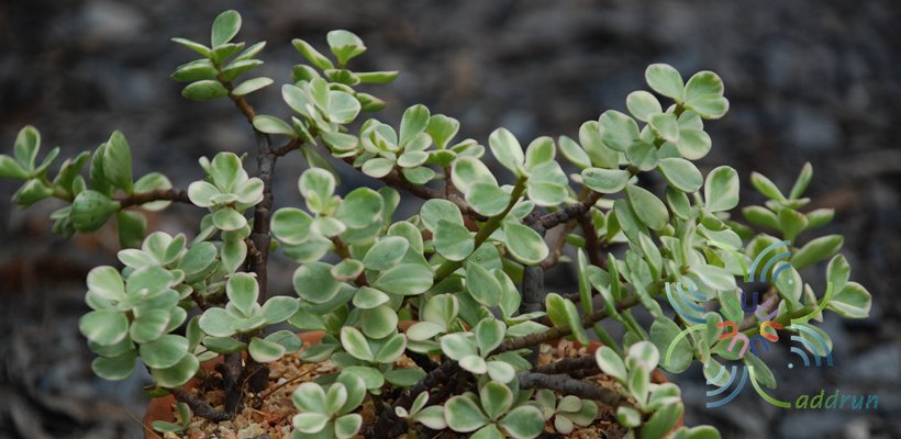สายรุ้งด่าง Portulacaria afra (Jacq.) f. variegata