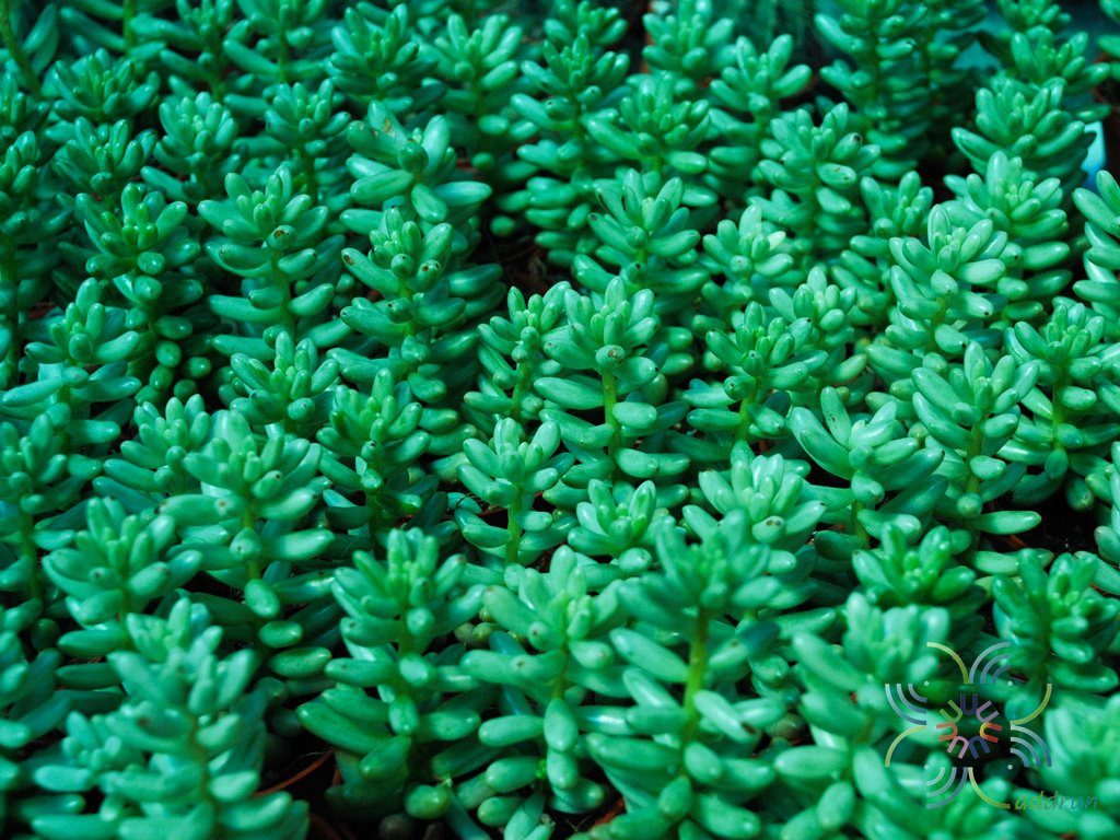 ซีดัม รูโบรทิงตัม Sedum x rubrotinctum R.T.Clausen
