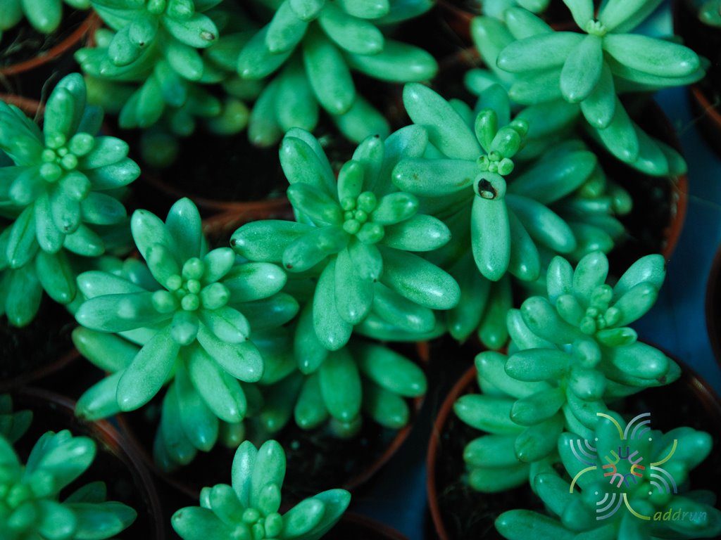 ซีดัม รูโบรทิงตัม Sedum x rubrotinctum R.T.Clausen