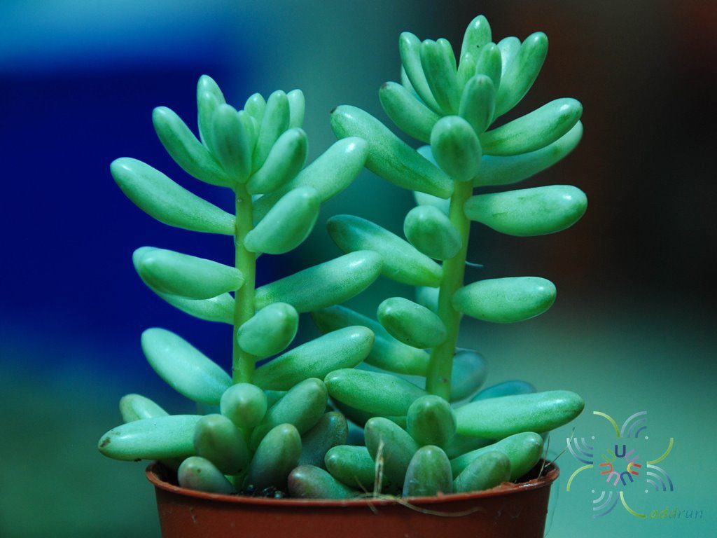ซีดัม รูโบรทิงตัม Sedum x rubrotinctum R.T.Clausen