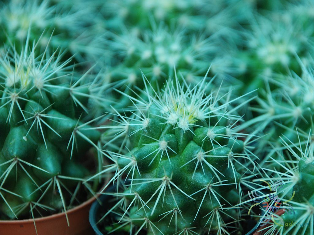 ถังเงิน Echinocactus grusonii var. albispinus Y.Ito
