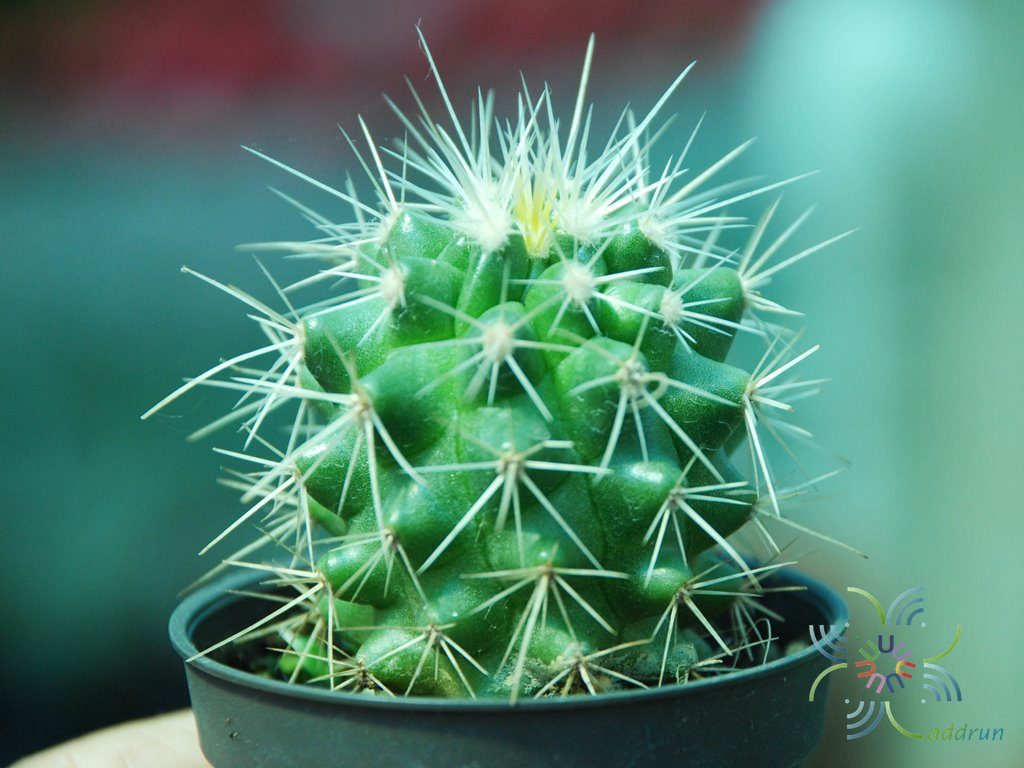 ถังเงิน Echinocactus grusonii var. albispinus Y.Ito