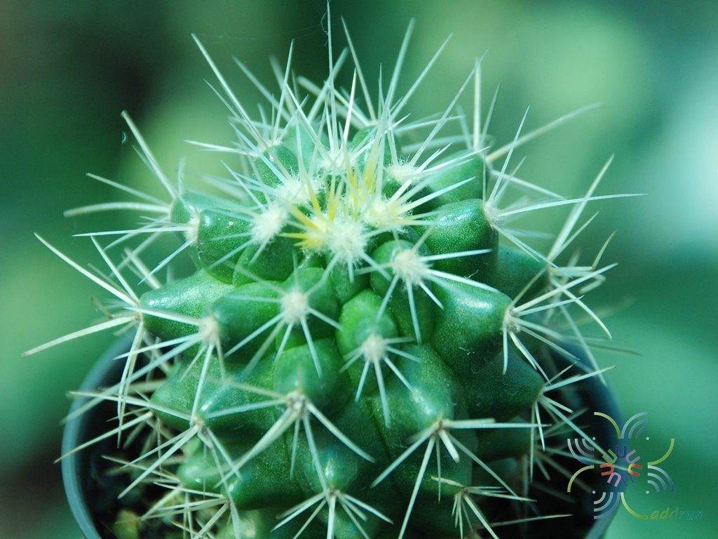 ถังเงิน Echinocactus grusonii var. albispinus Y.Ito